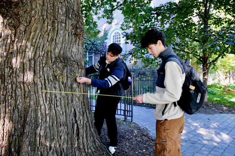 Two student measure an old elm tree.